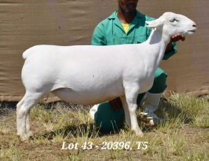 1X WHITE DORPER OOI/EWE T5 HARDUS KORB