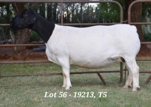 1X DORPER OOI/EWE T5 JANNIE VISAGIE