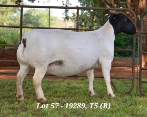1X DORPER OOI/EWE T5 JANNIE VISAGIE