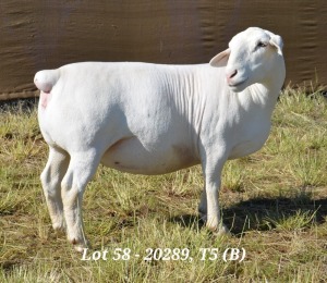 1X WHITE DORPER OOI/EWE T5 HARDUS KORB