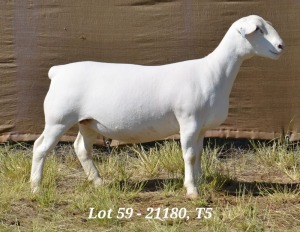 1X WHITE DORPER OOI/EWE T5 HARDUS KORB