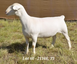 1X WHITE DORPER OOI/EWE T5 HARDUS KORB