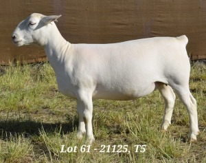 1X WHITE DORPER OOI/EWE T5 HARDUS KORB