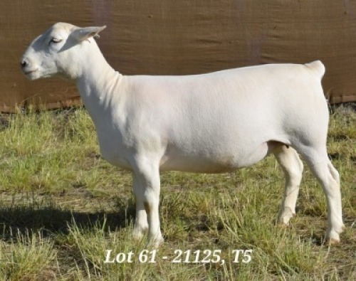 1X WHITE DORPER OOI/EWE T5 HARDUS KORB