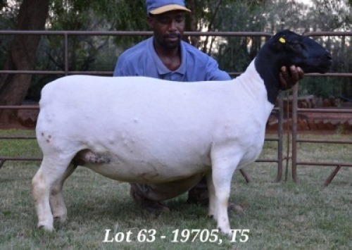1X DORPER OOI/EWE T5 JANNIE VISAGIE