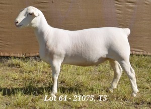 1X WHITE DORPER OOI/EWE T5 HARDUS KORB