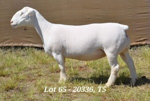 1X WHITE DORPER OOI/EWE T5 HARDUS KORB