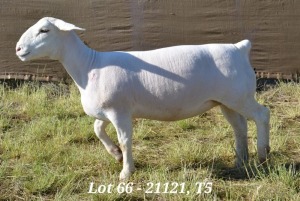 1X WHITE DORPER OOI/EWE T5 HARDUS KORB