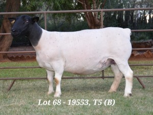 1X DORPER OOI/EWE T5 JANNIE VISAGIE