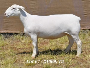 1X WHITE DORPER OOI/EWE T5 HARDUS KORB