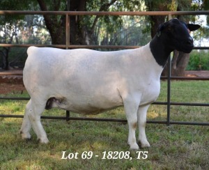 1X DORPER OOI/EWE T5 JANNIE VISAGIE