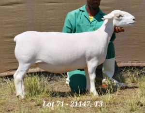 1X WHITE DORPER OOI/EWE FLOCK HARDUS KORB