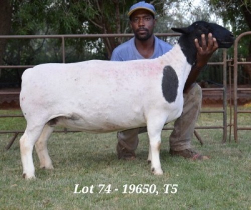 1X DORPER OOI/EWE T5 JANNIE VISAGIE