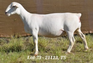 1X WHITE DORPER OOI/EWE T5 HARDUS KORB