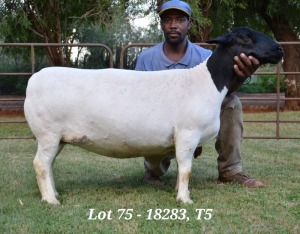 1X DORPER OOI/EWE T5 JANNIE VISAGIE