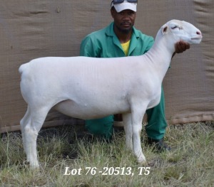 1X WHITE DORPER OOI/EWE T5 HARDUS KORB