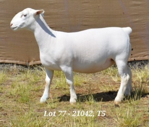 1X WHITE DORPER OOI/EWE T5 HARDUS KORB