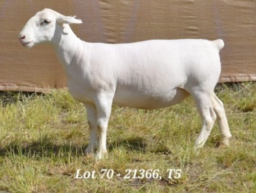 1X WHITE DORPER OOI/EWE T5 HARDUS KORB