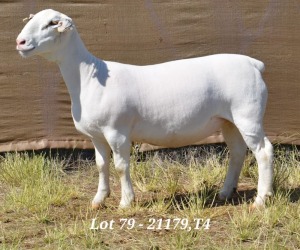 1X WHITE DORPER OOI/EWE STUD HARDUS KORB