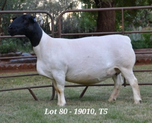 1X DORPER OOI/EWE T5 JANNIE VISAGIE