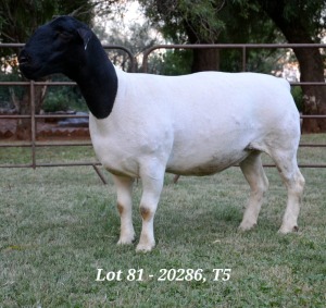 1X DORPER OOI/EWE T5 JANNIE VISAGIE