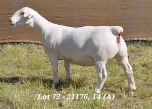 1X WHITE DORPER OOI/EWE STUD HARDUS KORB