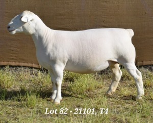 1X WHITE DORPER OOI/EWE STUD HARDUS KORB