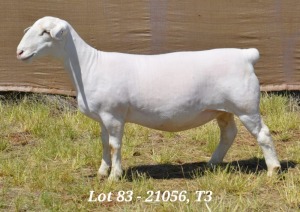 1X WHITE DORPER OOI/EWE FLOCK HARDUS KORB