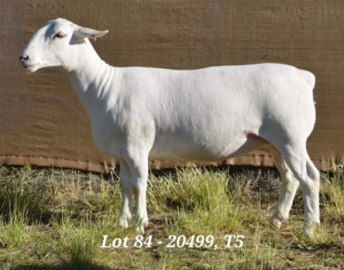 1X WHITE DORPER OOI/EWE T5 HARDUS KORB