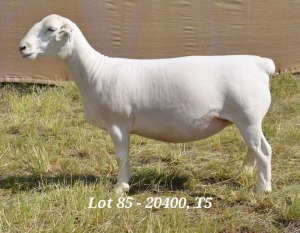 1X WHITE DORPER OOI/EWE T5 HARDUS KORB