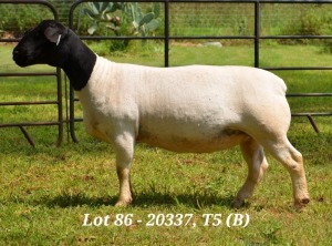 1X DORPER OOI/EWE T5 JANNIE VISAGIE