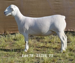 1X WHITE DORPER OOI/EWE T5 HARDUS KORB