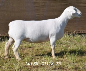 1X WHITE DORPER OOI/EWE T5 HARDUS KORB