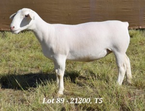 1X WHITE DORPER OOI/EWE T5 HARDUS KORB