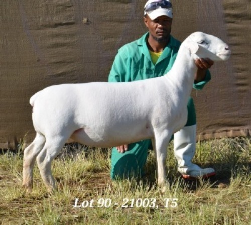 1X WHITE DORPER OOI/EWE T5 HARDUS KORB