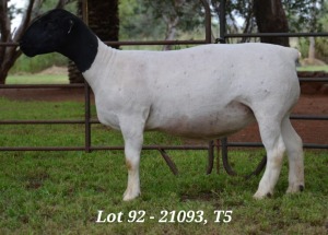 1X DORPER OOI/EWE T5 JANNIE VISAGIE