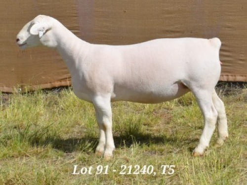 1X WHITE DORPER OOI/EWE T5 HARDUS KORB
