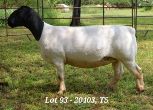 1X DORPER OOI/EWE T5 JANNIE VISAGIE