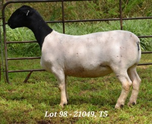 1X DORPER OOI/EWE T5 JANNIE VISAGIE