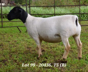 1X DORPER OOI/EWE T5 JANNIE VISAGIE