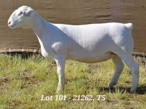 1X WHITE DORPER OOI/EWE T5 HARDUS KORB