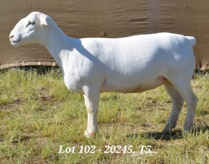 1X WHITE DORPER OOI/EWE T5 HARDUS KORB