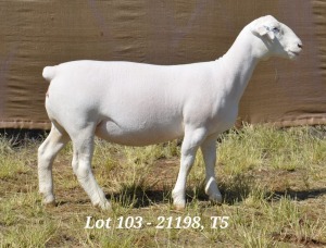 1X WHITE DORPER OOI/EWE T5 HARDUS KORB