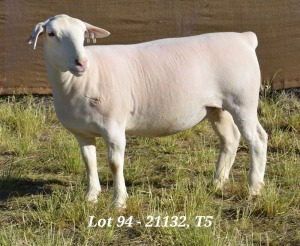 1X WHITE DORPER OOI/EWE T5 HARDUS KORB