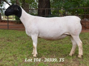 1X DORPER OOI/EWE T5 JANNIE VISAGIE