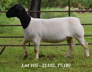 1X DORPER OOI/EWE T5 JANNIE VISAGIE