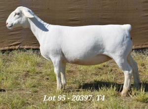 1X WHITE DORPER OOI/EWE STUD HARDUS KORB