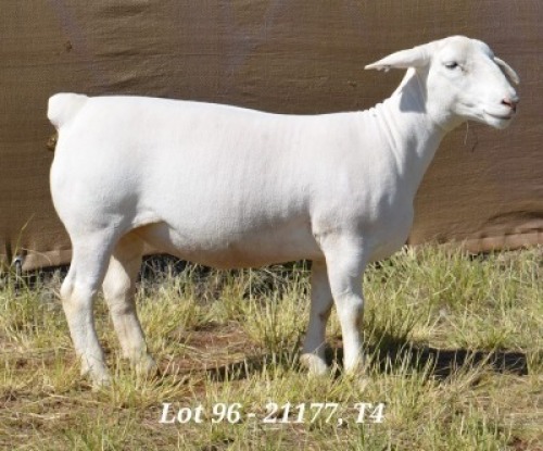 1X WHITE DORPER OOI/EWE STUD HARDUS KORB