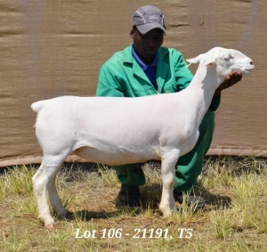 1X WHITE DORPER OOI/EWE T5 HARDUS KORB