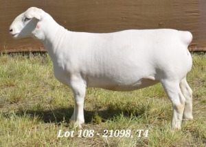 1X WHITE DORPER OOI/EWE STUD HARDUS KORB